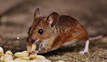 24 Hour & Emergency Exterminators in Chester, PA